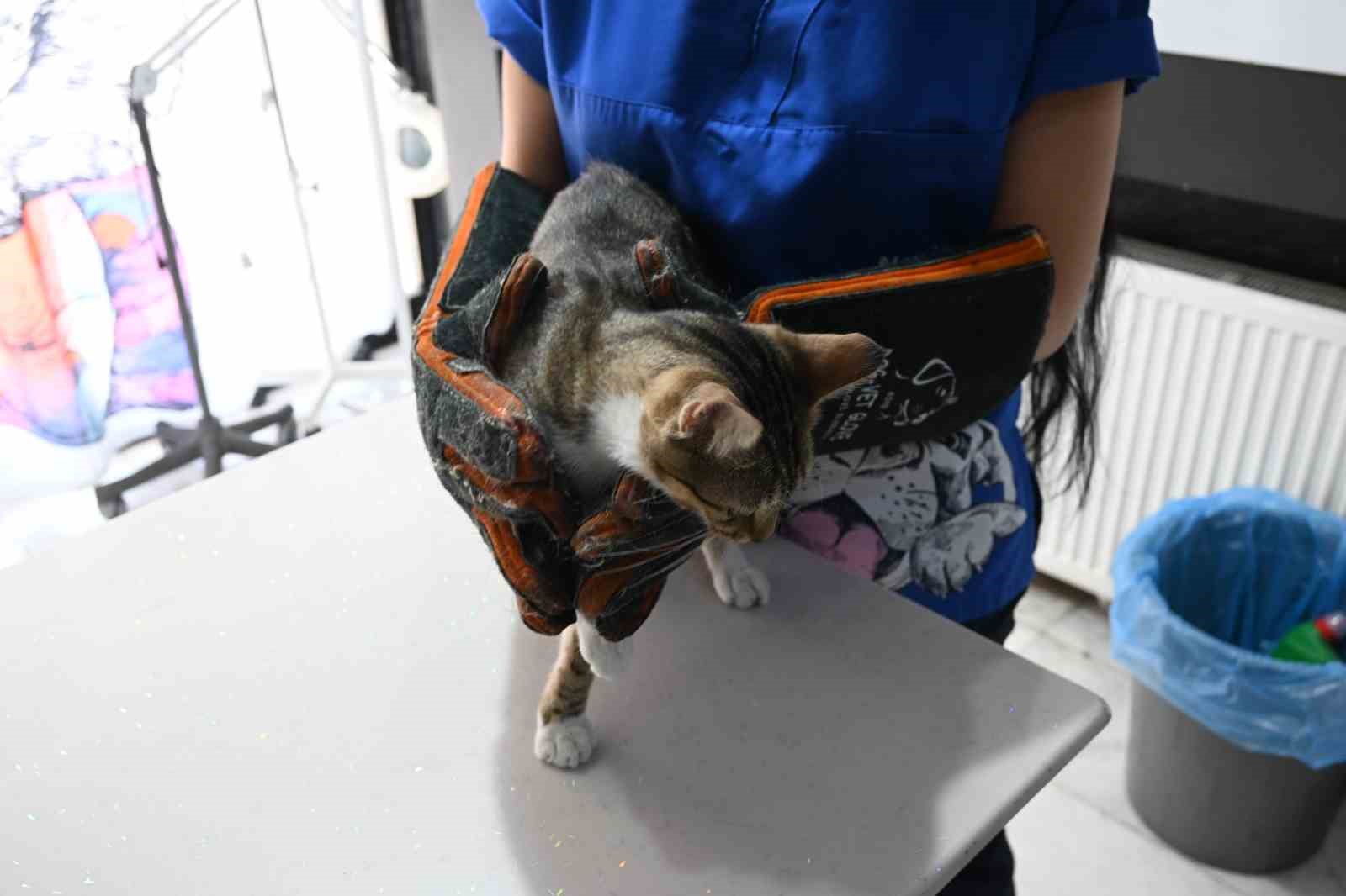 Yangında zarar gören hayvanlara ilk yardım nasıl yapılmalı