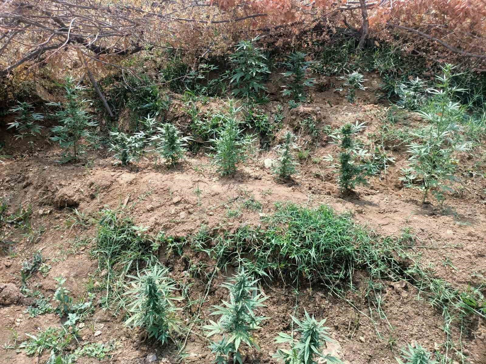 Bingöl’de uyuşturucuyla mücadele