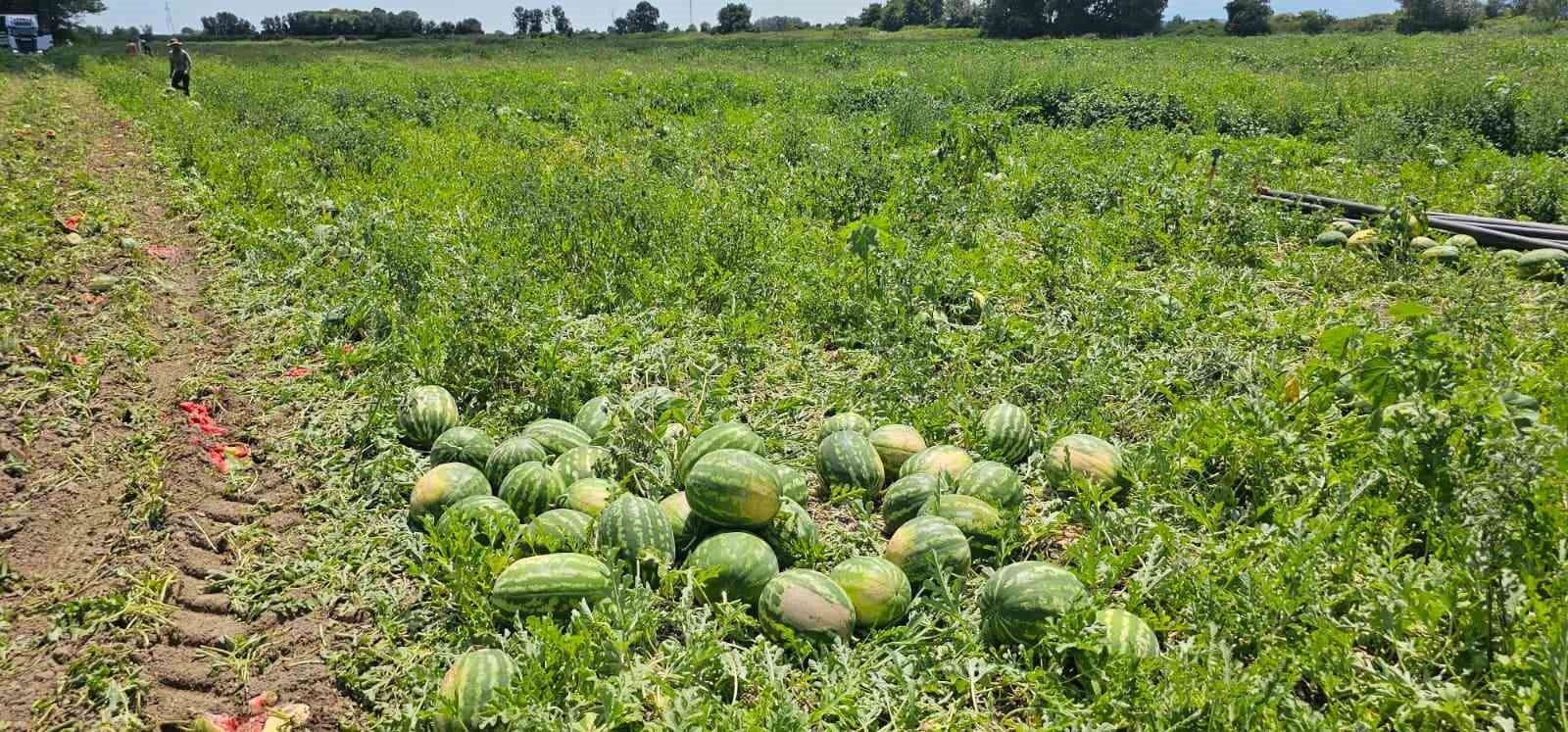 Bafra Ovası&rsquo;nda kavun ve karpuz hasadı hız kazandı
