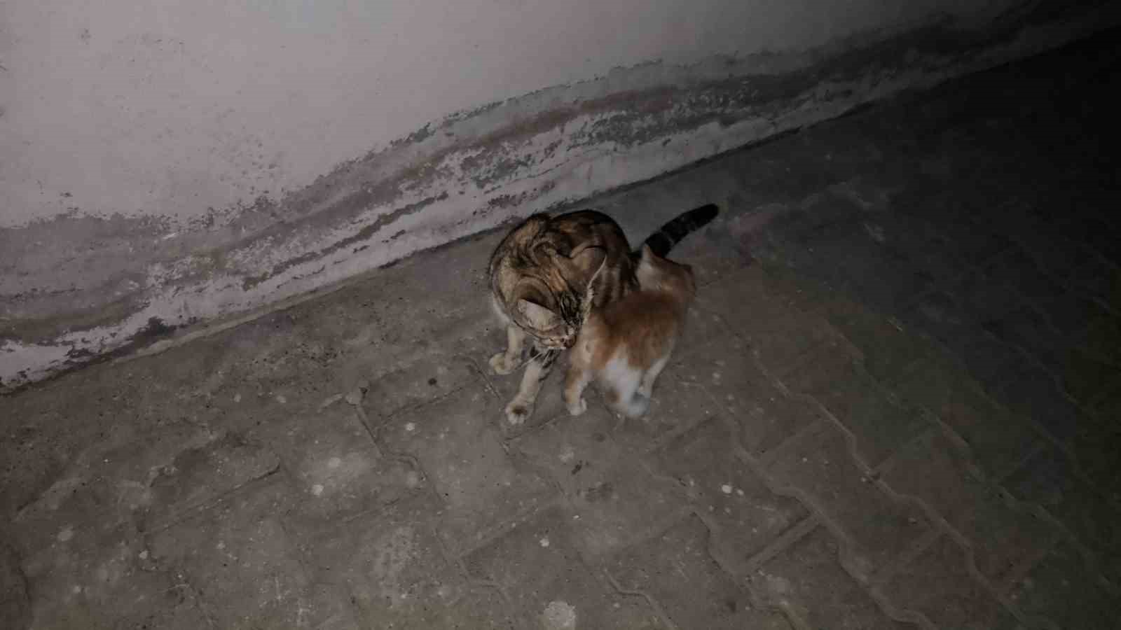 Otomobilin motor b&ouml;lmesine giren yavru kedi 3 şehir gezdi
