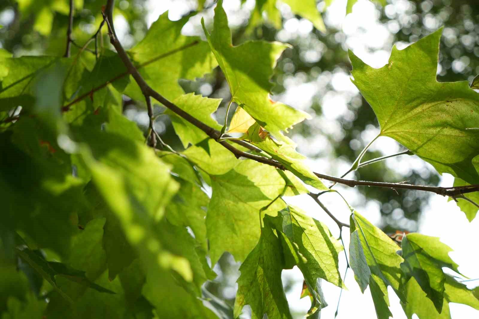Uzman isim orman yangınlarıyla nasıl m&uuml;cadele edilmesi gerektiğini anlattı
