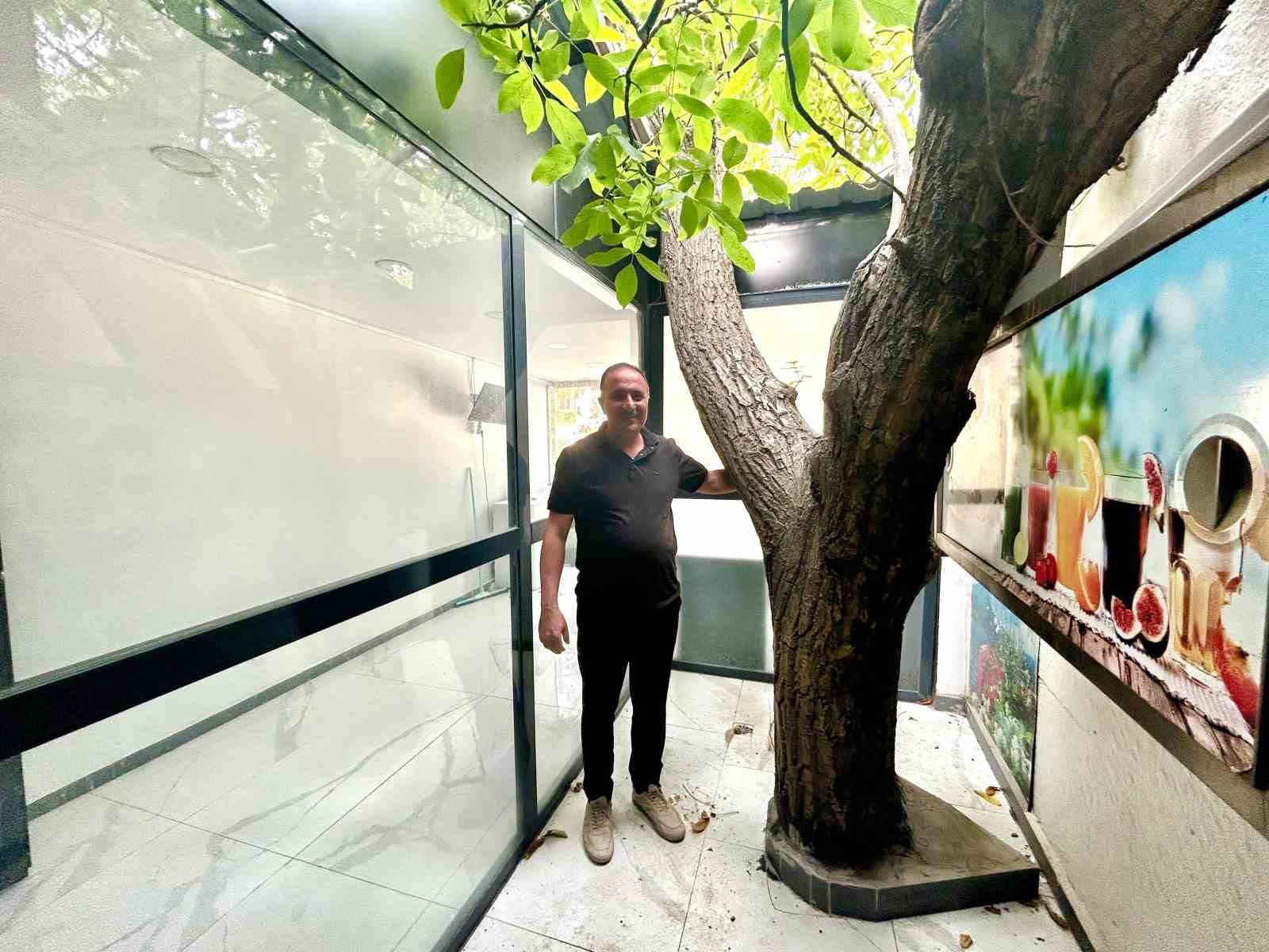 Van’da asırlık ceviz ağacı iş yerinin ortasında yaşatılıyor