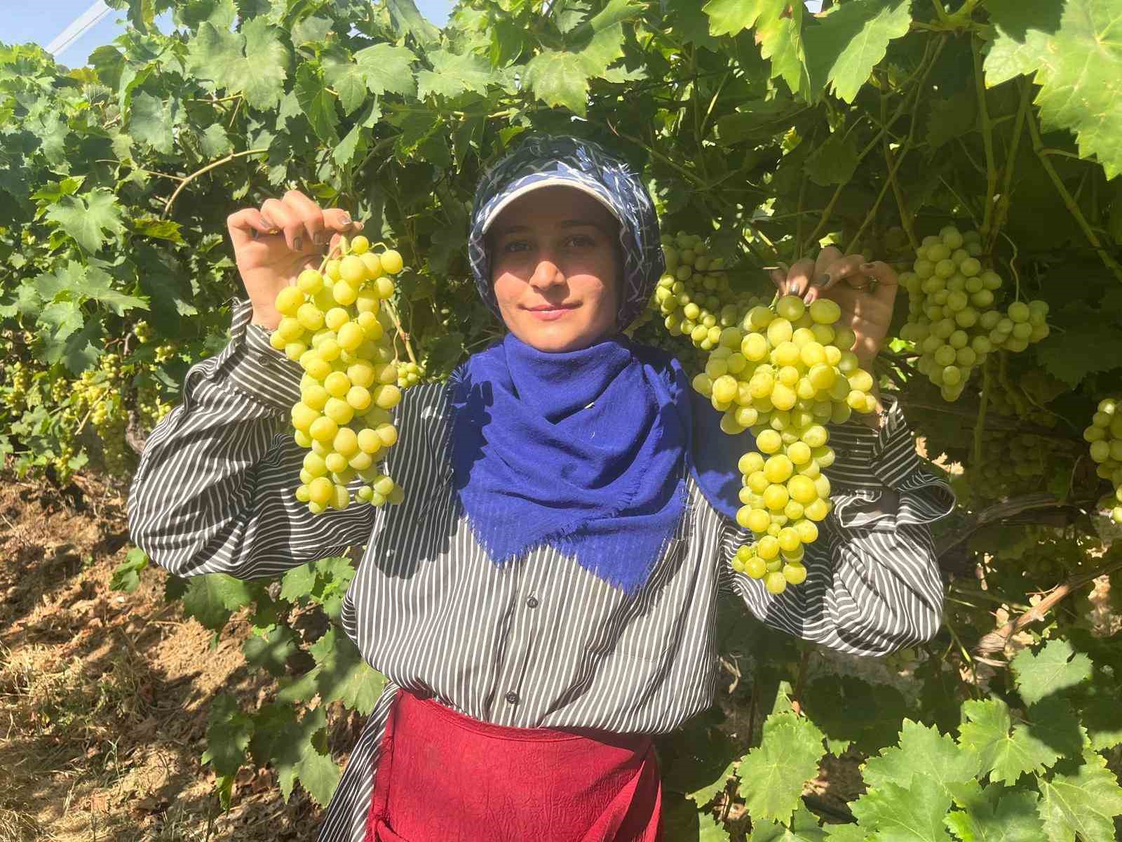 Buldan’ın meşhur üzümü Avrupa ve Arap ülkelerinden talep alıyor