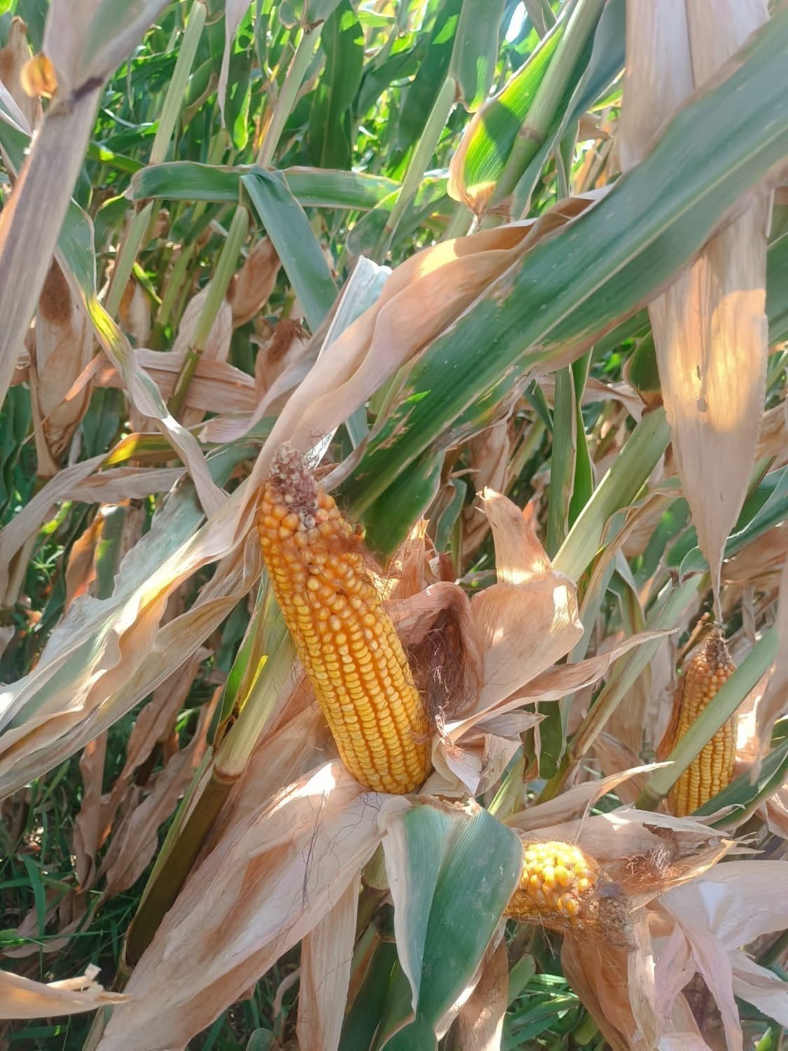 Hatay&rsquo;da mısır tarlaları incelendi
