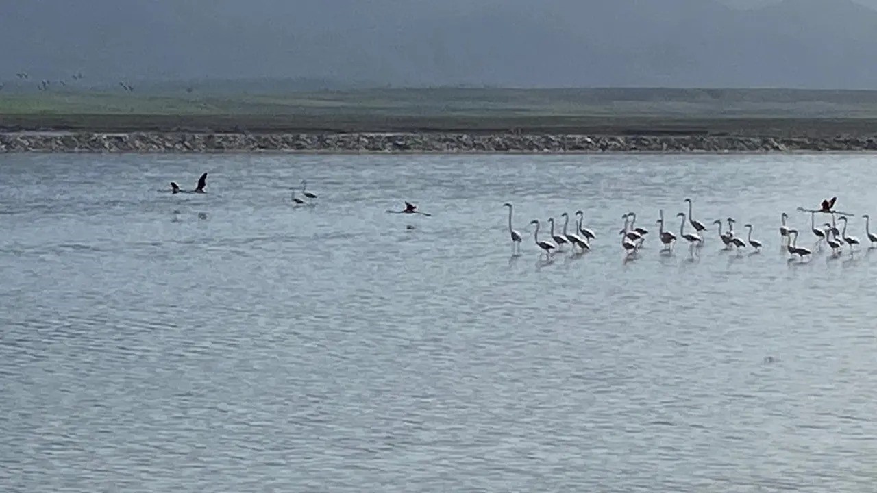 Flamingoların zorlu g&ouml;&ccedil;&uuml; tamamlandı
