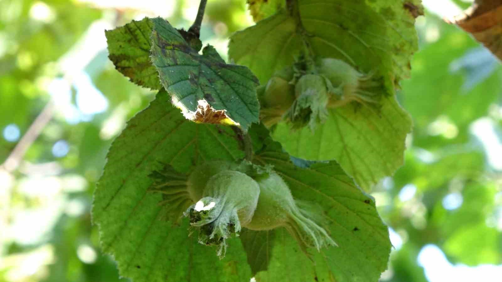 Ordu’da fındık hasat tarihleri açıklandı: Üreticilere ’erken hasattan kaçının’ uyarısı