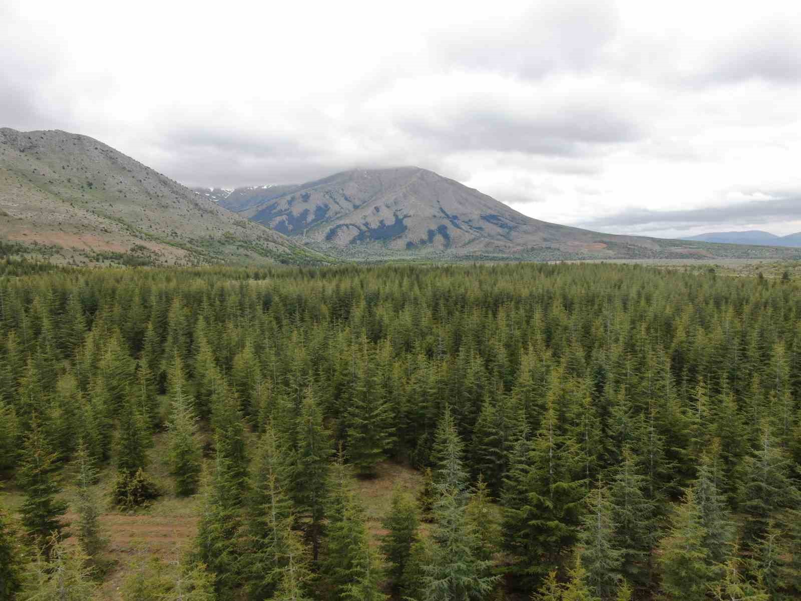Kayseri’de ormanlara giriş ve çıkışlar yasaklandı