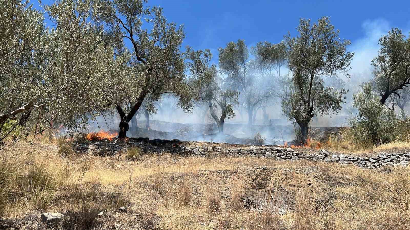 Edremit G&uuml;re&rsquo;de zeytinlik alan yandı
