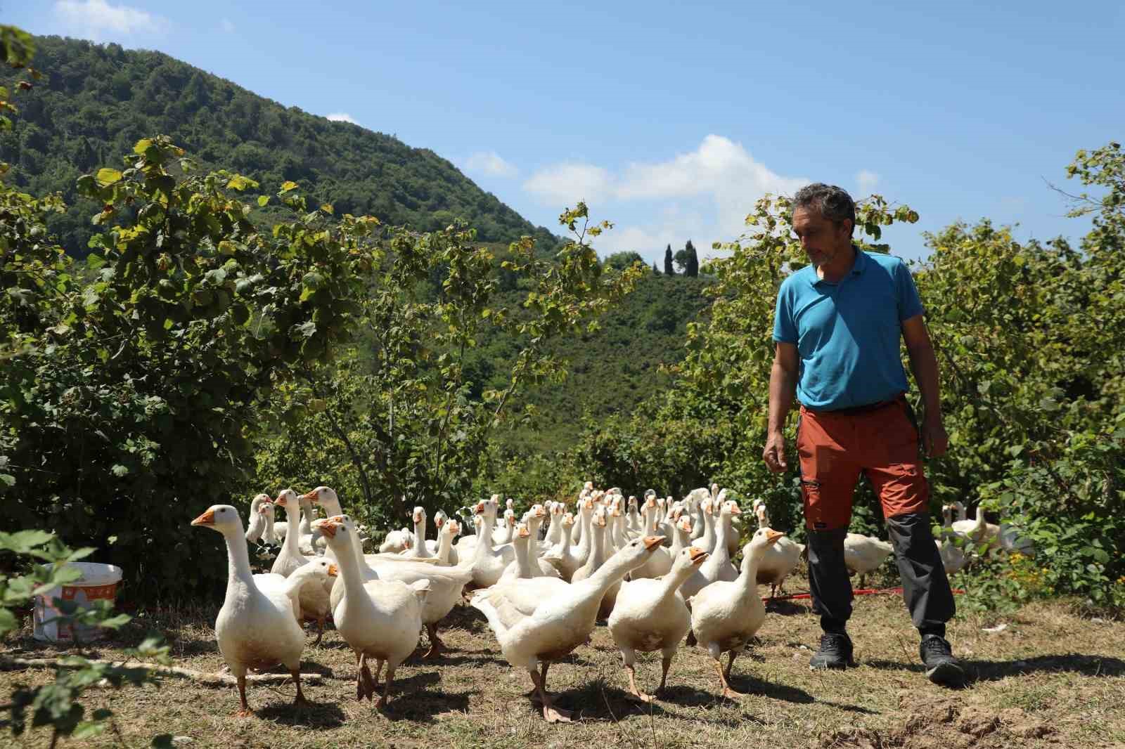 Ordu’da ‘alım garantili’ kaz yetiştiriciliği yaygınlaşıyor