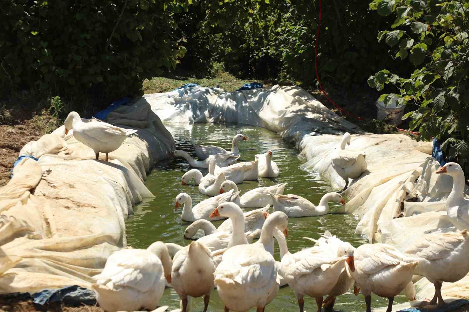Ordu’da ‘alım garantili’ kaz yetiştiriciliği yaygınlaşıyor