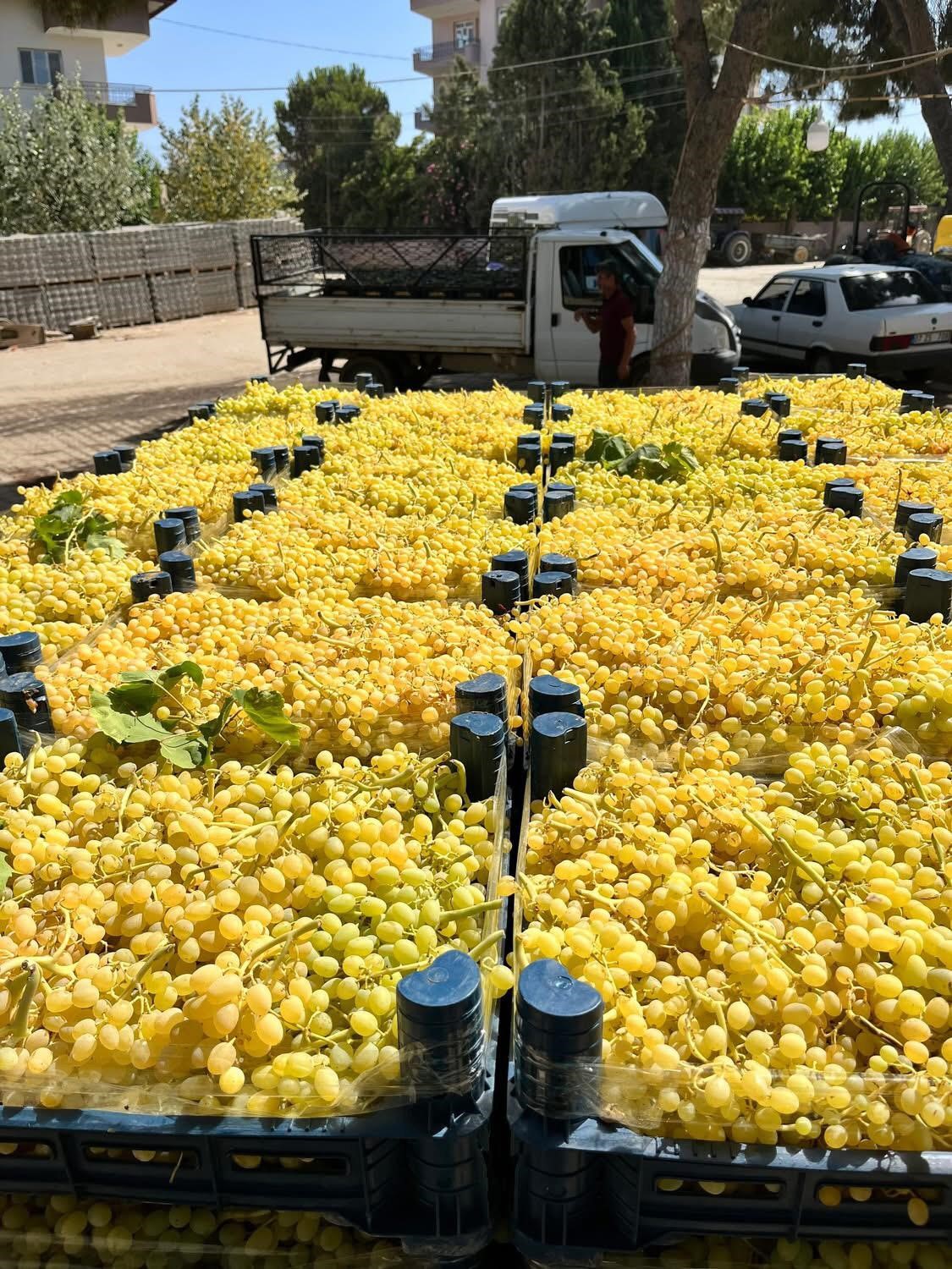 Altın sarısı Sultaniye üzümün yolculuğu başladı