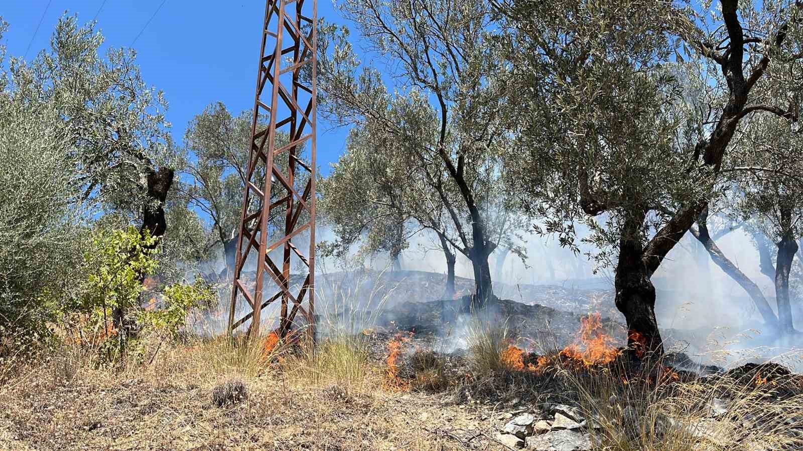 Edremit Güre’deki zeytinlik yangını kontrol altına alındı