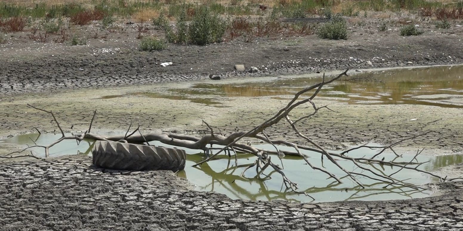 Aşırı sıcaktan kuruyan gölette balıklar telef oldu
