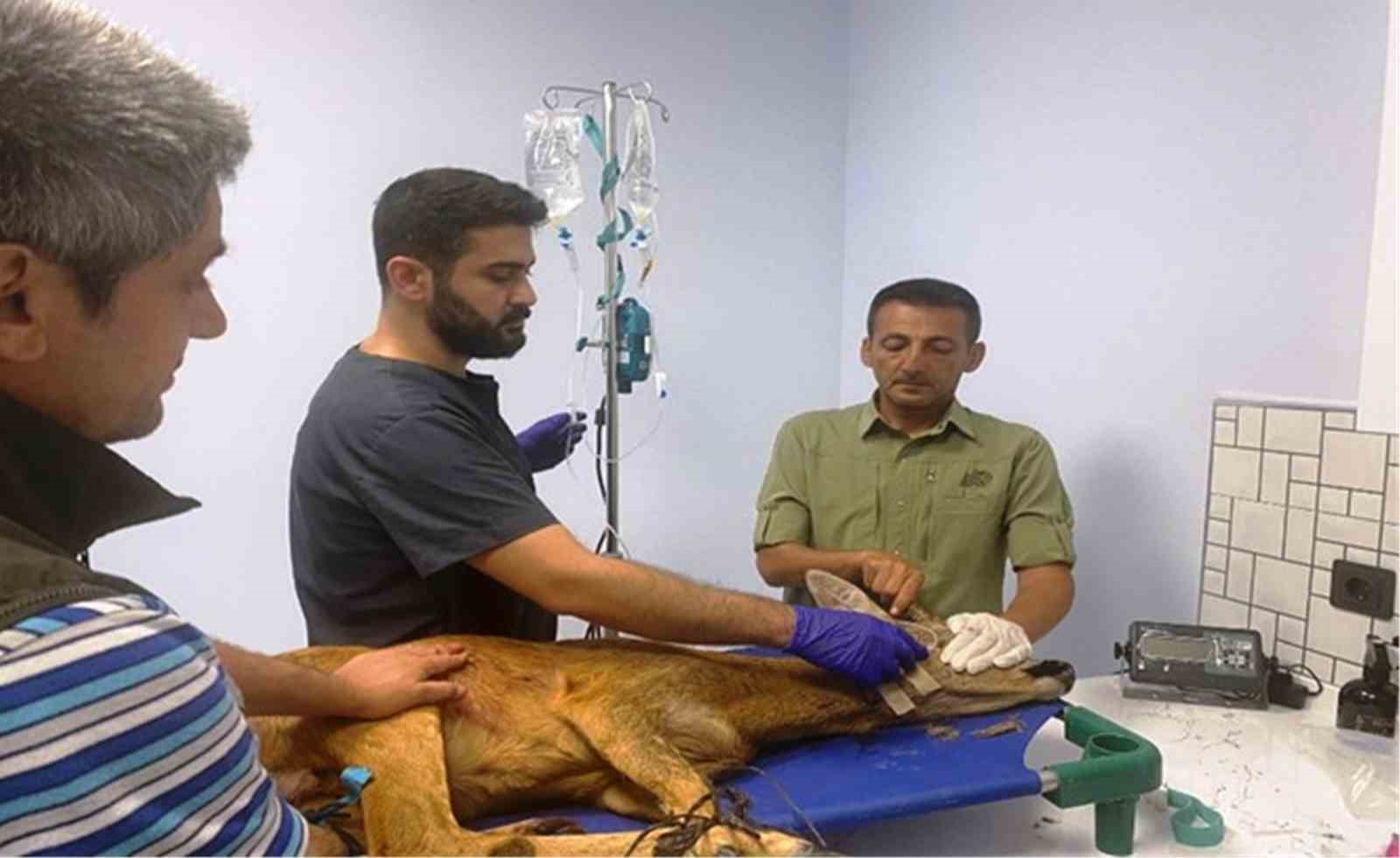 3 yılda 20 bin s&uuml;l&uuml;n doğaya salındı
