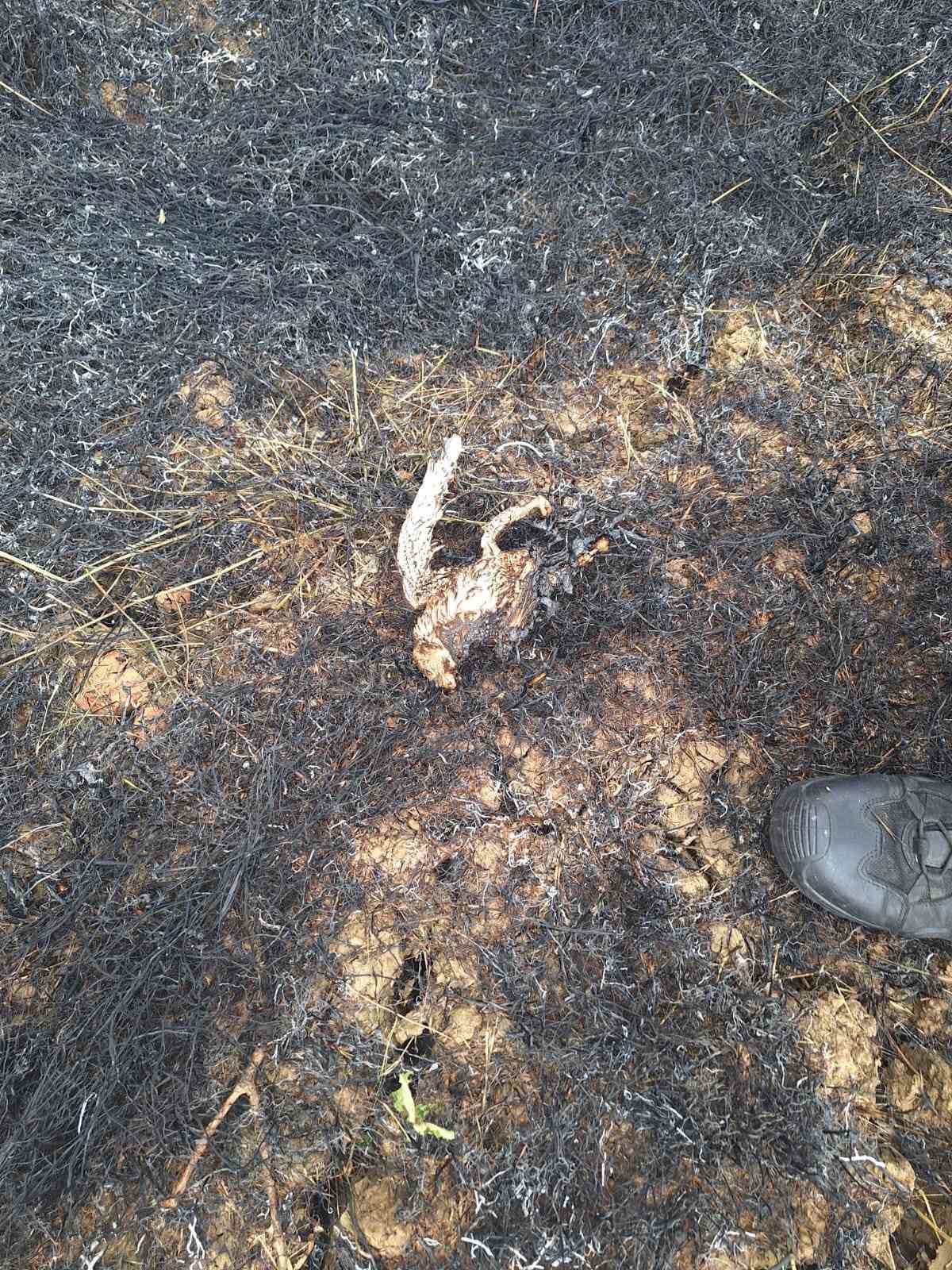 Sinop&rsquo;ta y&uuml;ksek gerilim hattına konan kuş yangına neden oldu
