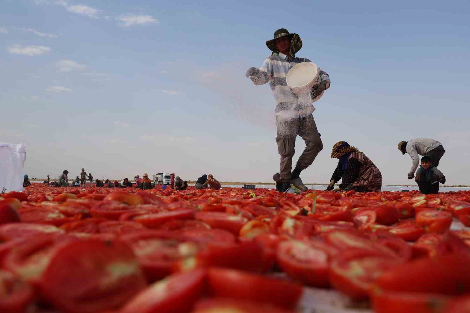 Diyarbakır’ın kavurucu sıcağı altında kurutulan domatesler Avrupa’ya ihraç ediliyor