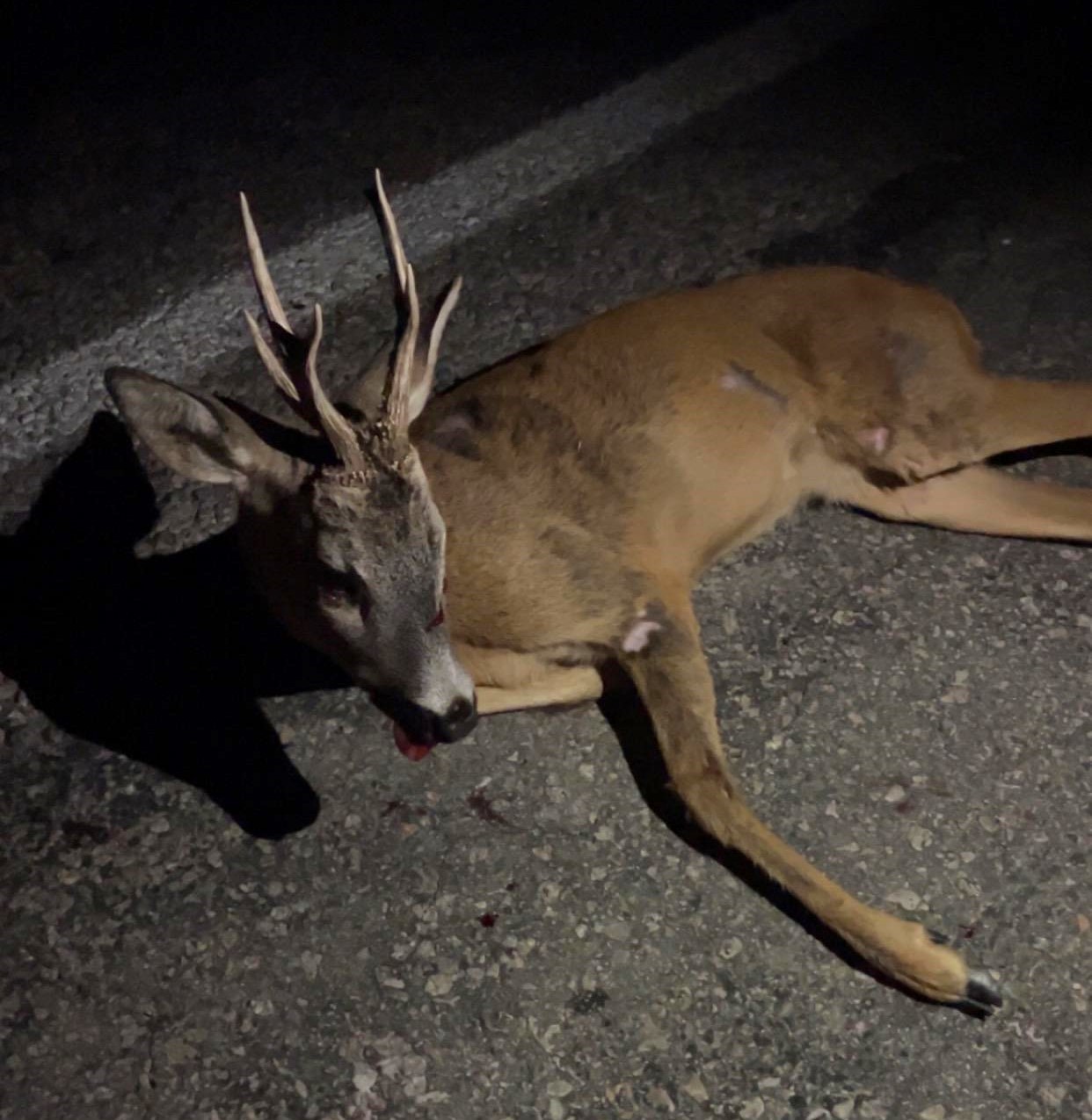 Kütahya’da yaralı karaca tedavi altına alındı