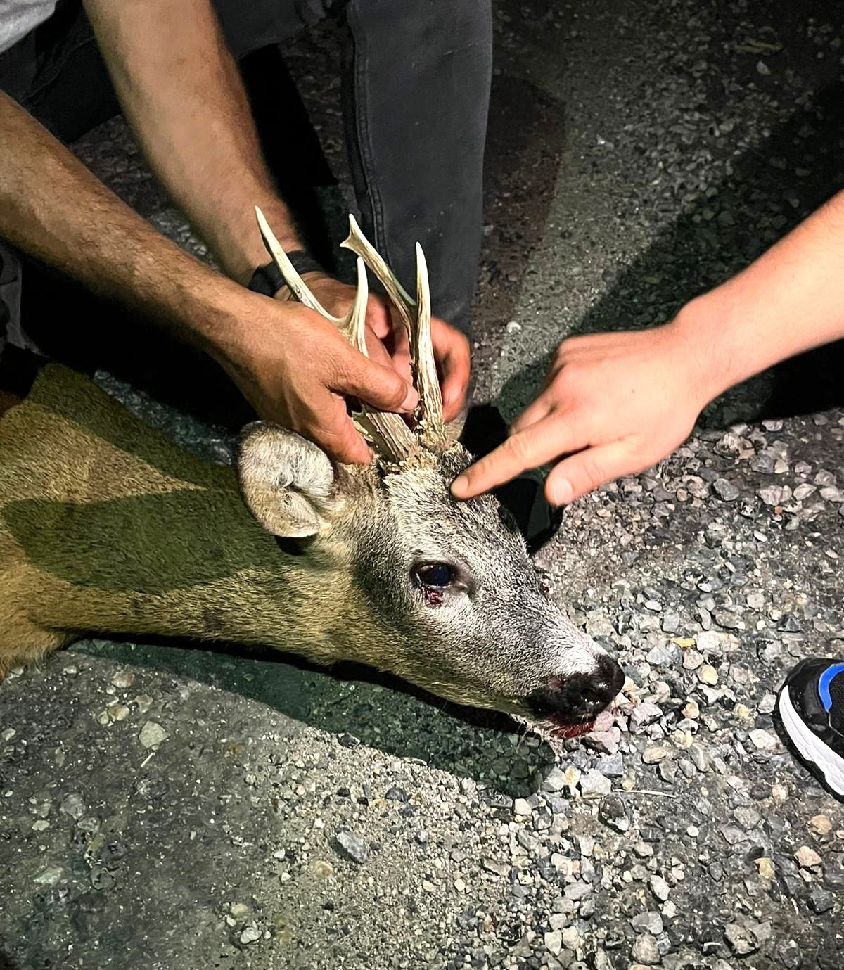 Kütahya’da yaralı karaca tedavi altına alındı