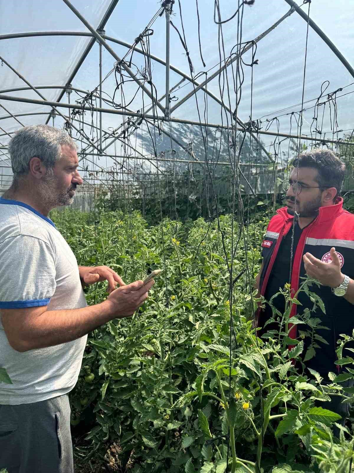 Aydıntepe&rsquo;de Akdeniz meyve sineğine karşı m&uuml;cadele başlatıldı
