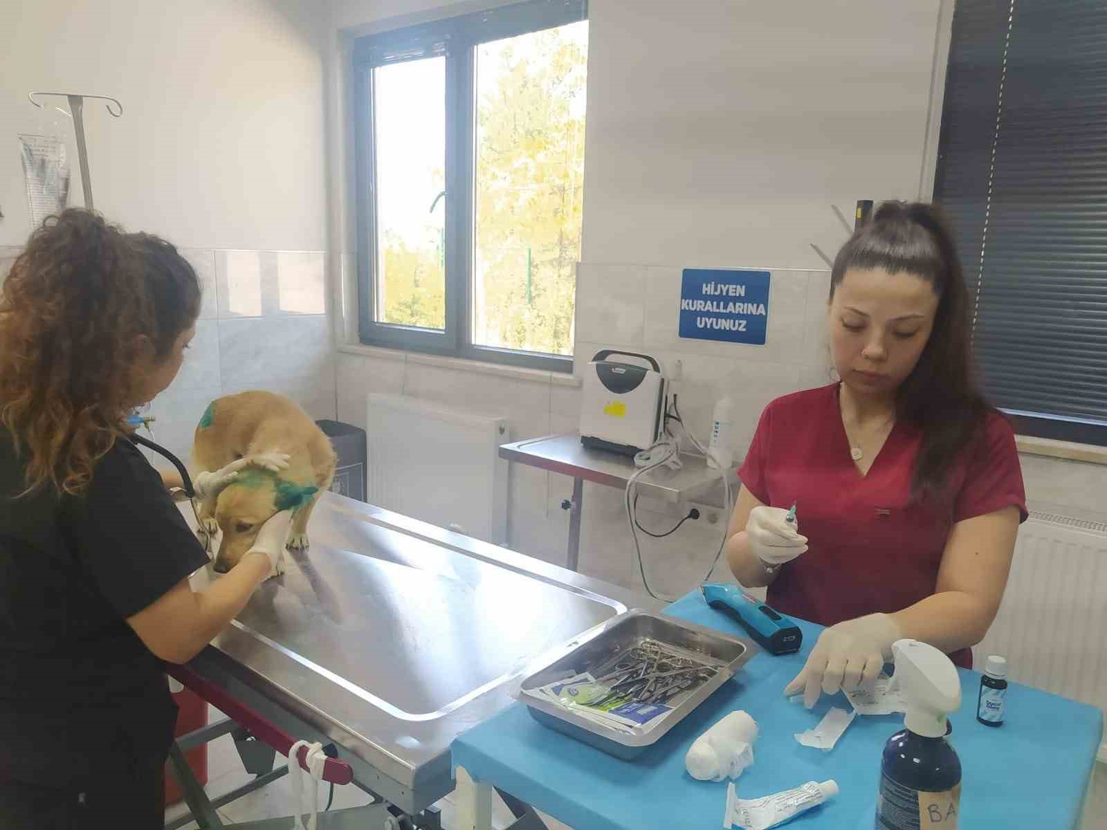 Küller arasında kurtarılan  Hayvanlara belediye şefkati