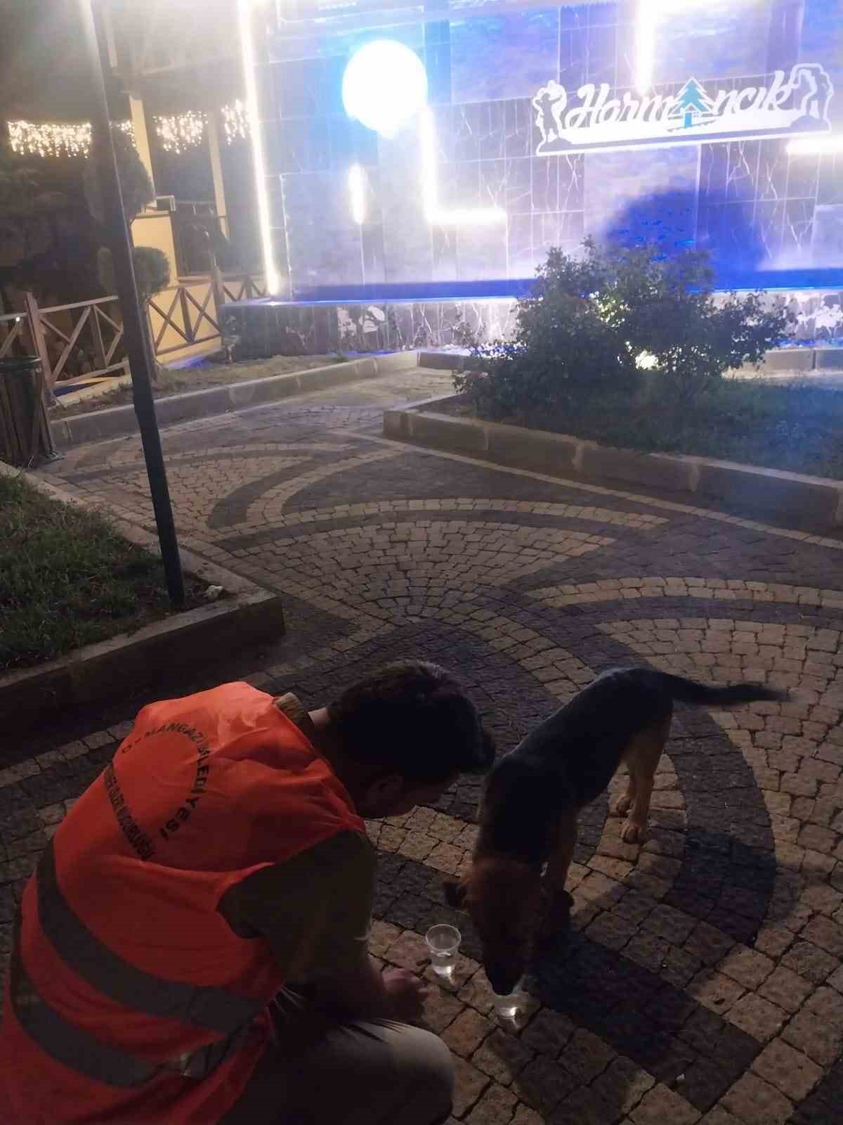 K&uuml;ller arasında kurtarılan Hayvanlara b&uuml;y&uuml;kşehir şefkati 