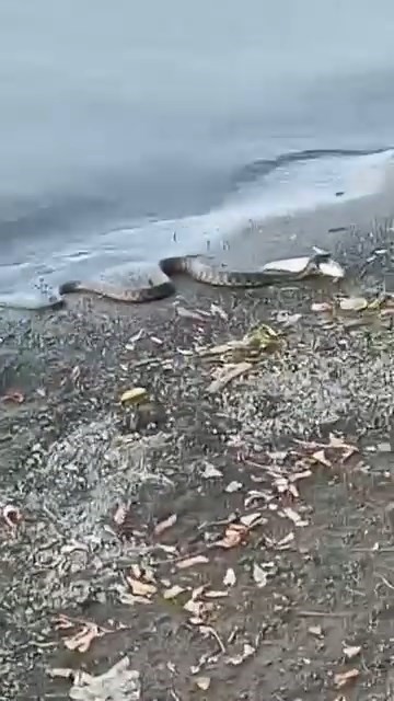 Elazığ’da yılanın balık avı kamerada