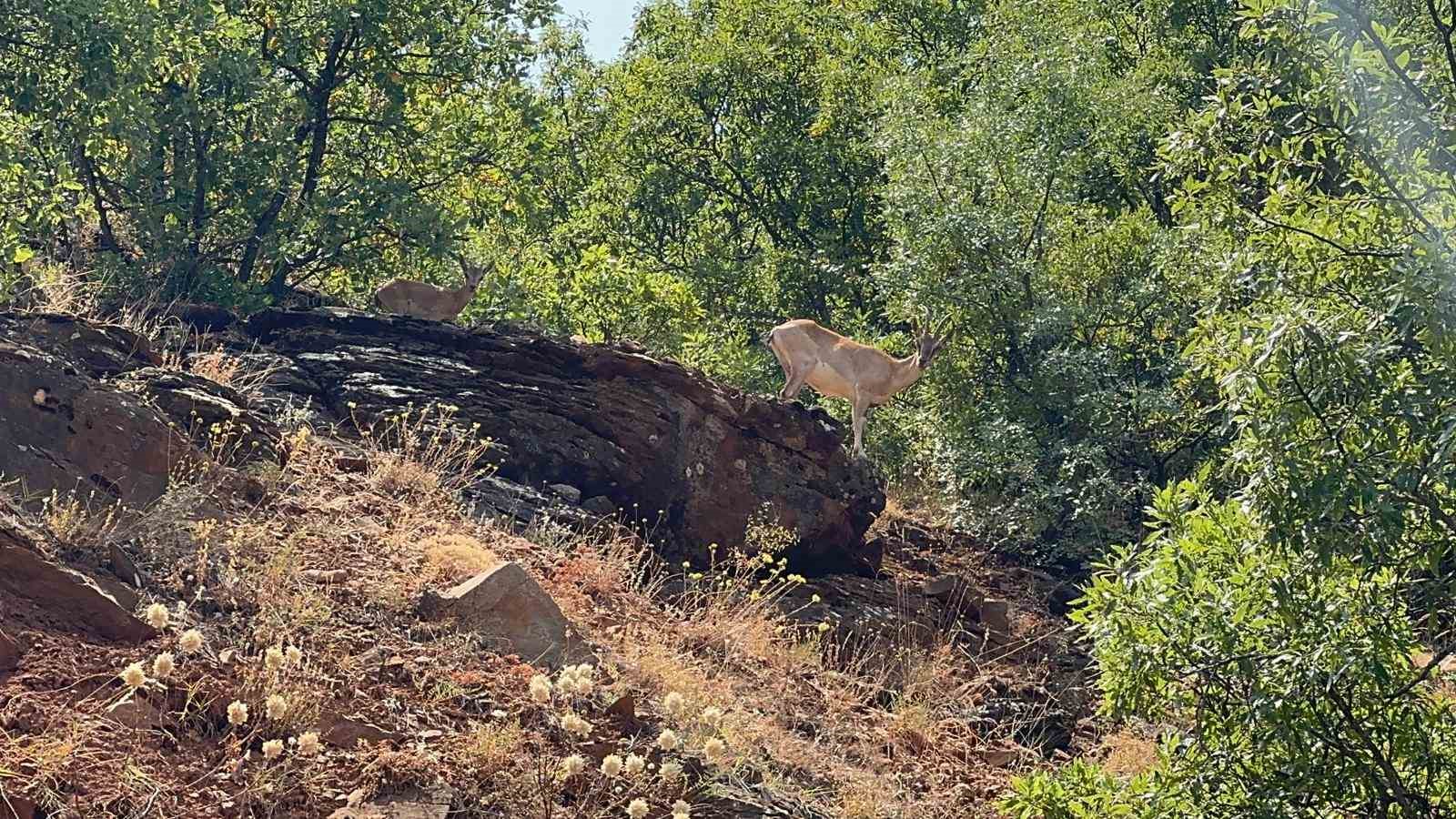 Tunceli’de dağ keçileri görüntülendi