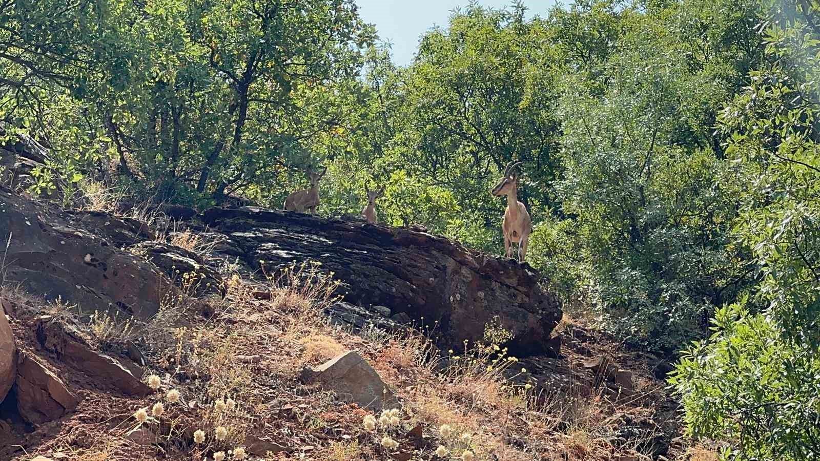 Tunceli&rsquo;de dağ ke&ccedil;ileri g&ouml;r&uuml;nt&uuml;lendi
