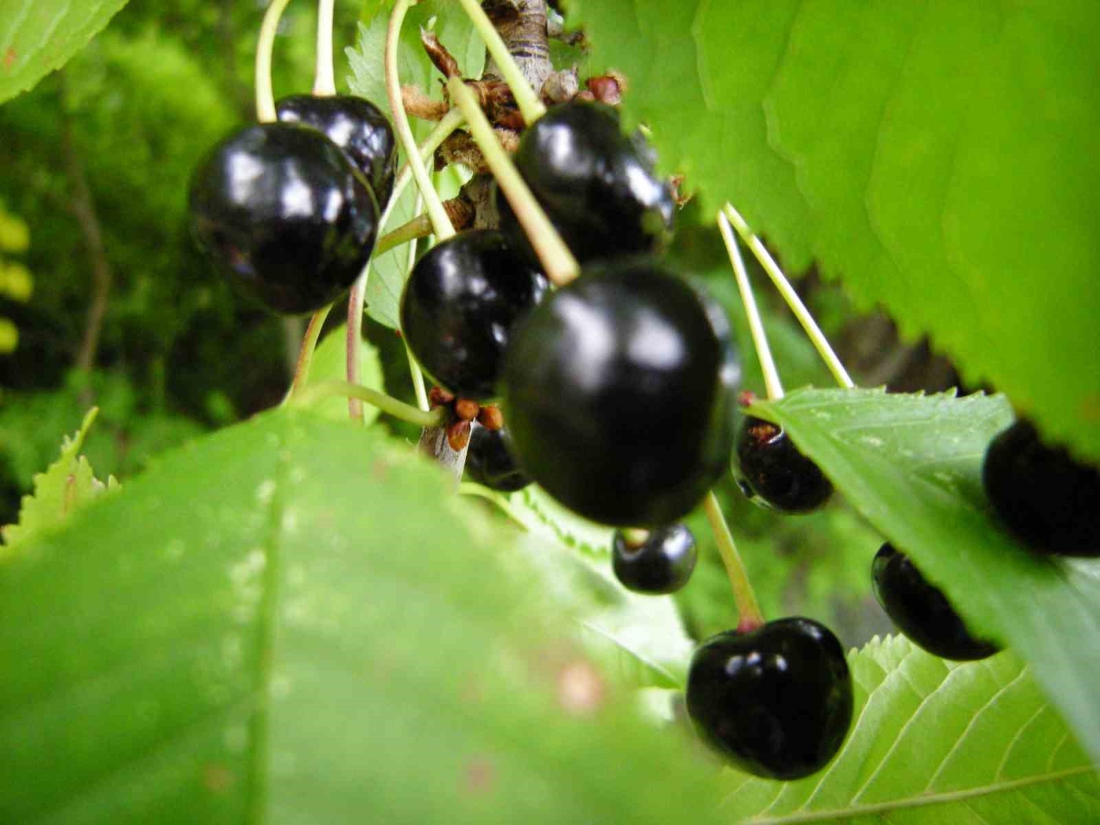 Posof’ta esen serinlik