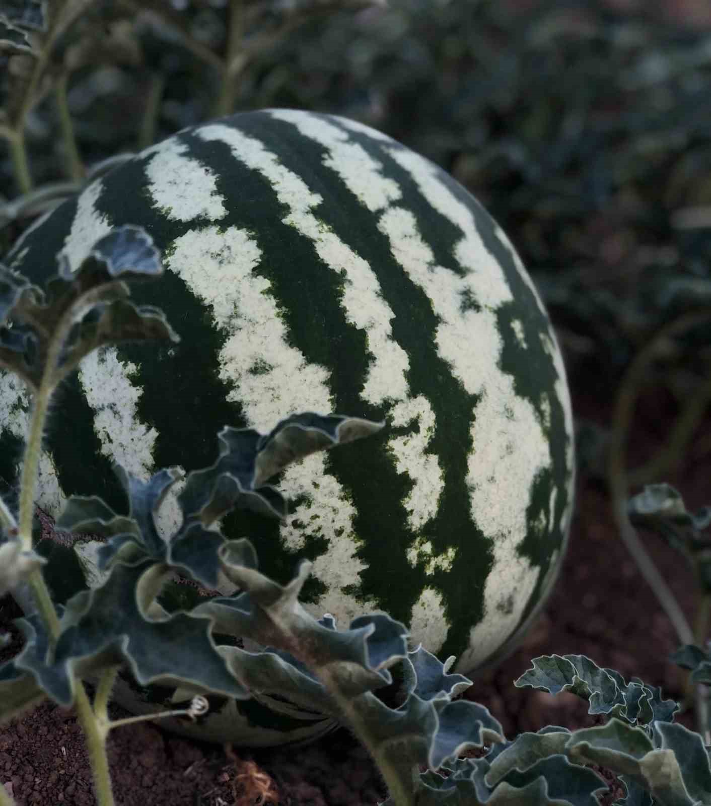 &Ccedil;emişgezek&rsquo;te &lsquo;Hıdıroz&rsquo; karpuzu tezgahlardaki yerini aldı
