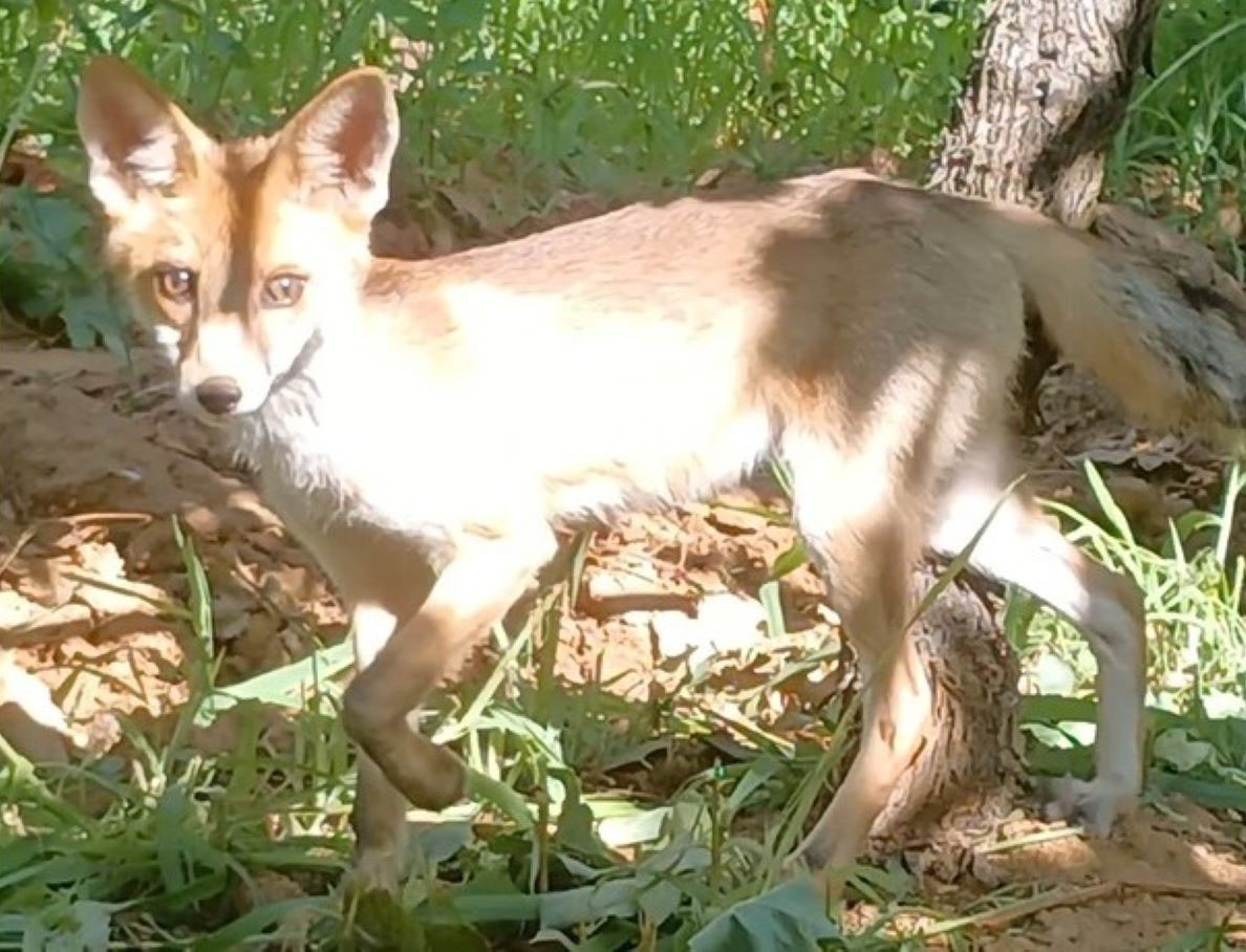 Tilkiyle göz göze geldi konuşarak uğurladı