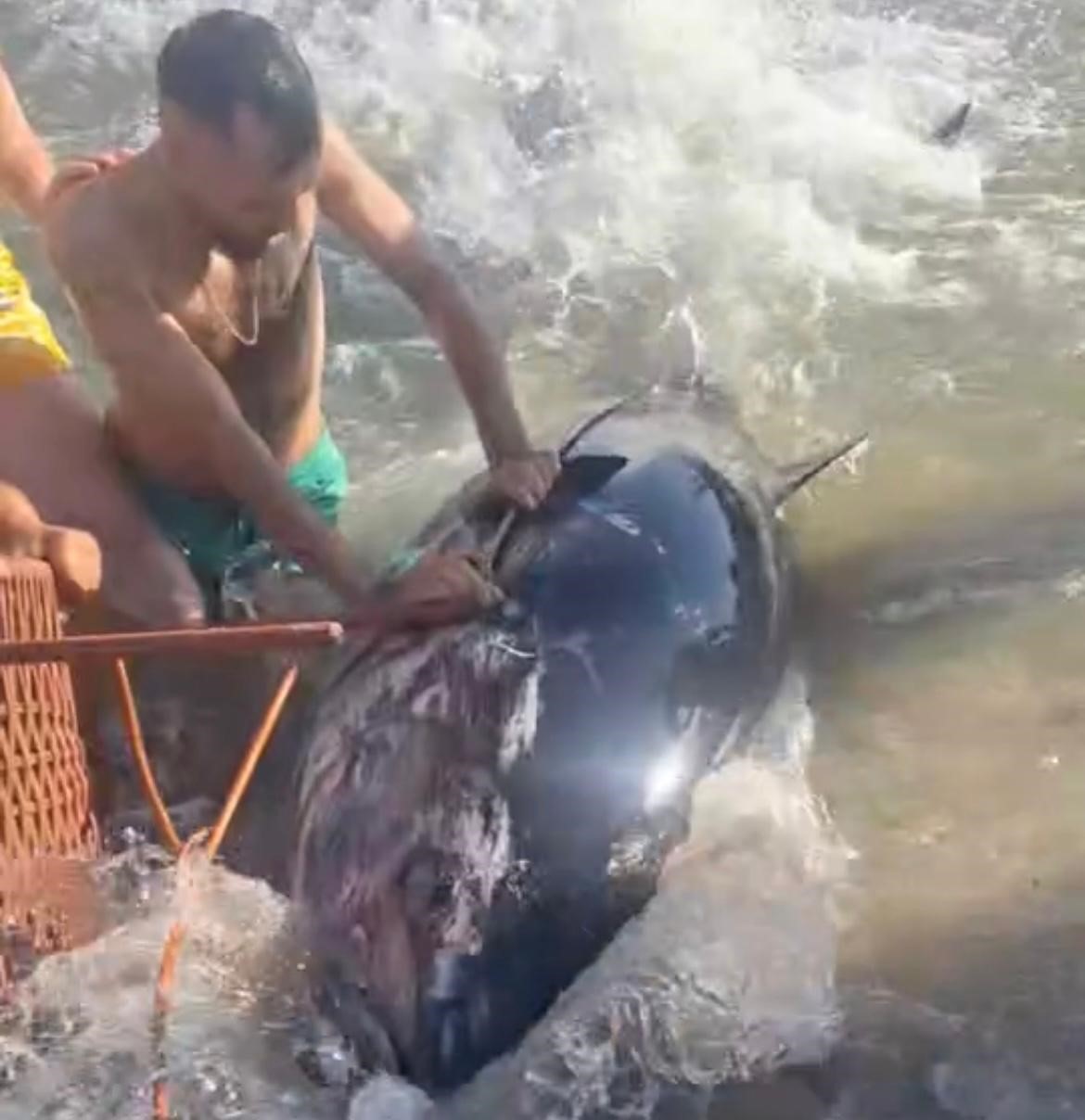 Çeşme’de kıyıya vuran orkinosu sandalye ile tutmaya çalıştılar