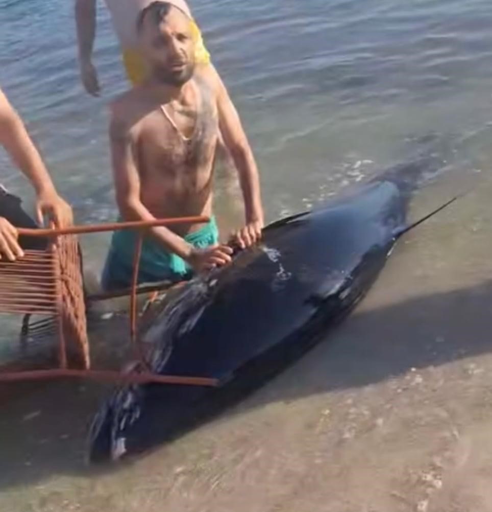 &Ccedil;eşme&rsquo;de kıyıya vuran orkinosu sandalye ile tutmaya &ccedil;alıştılar
