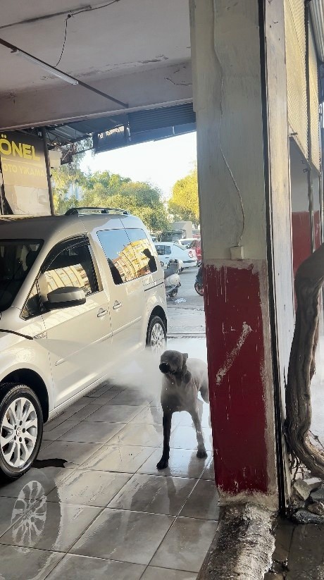 Sıcaktan bunalan k&ouml;peğin serinleme y&ouml;ntemi izleyenleri g&uuml;l&uuml;msetti
