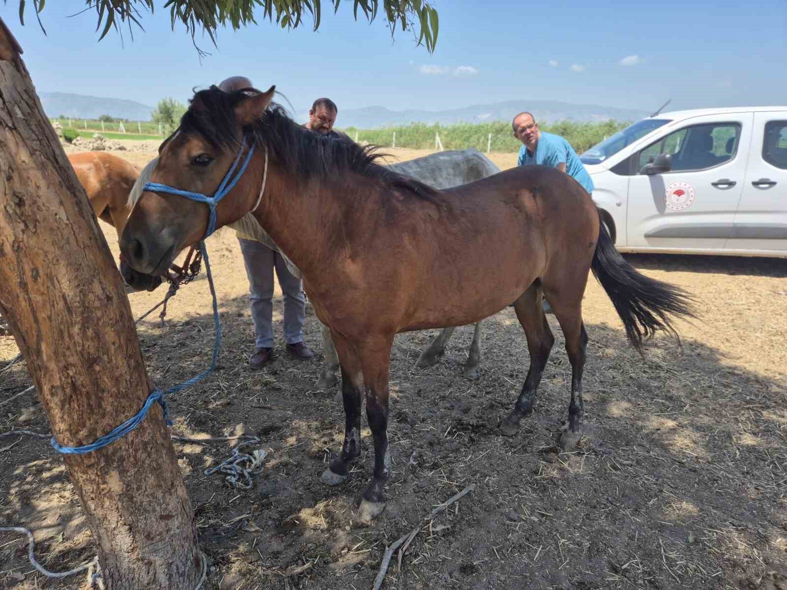 Söke’de tek tırnaklı hayvanlara ruam taraması yapıldı