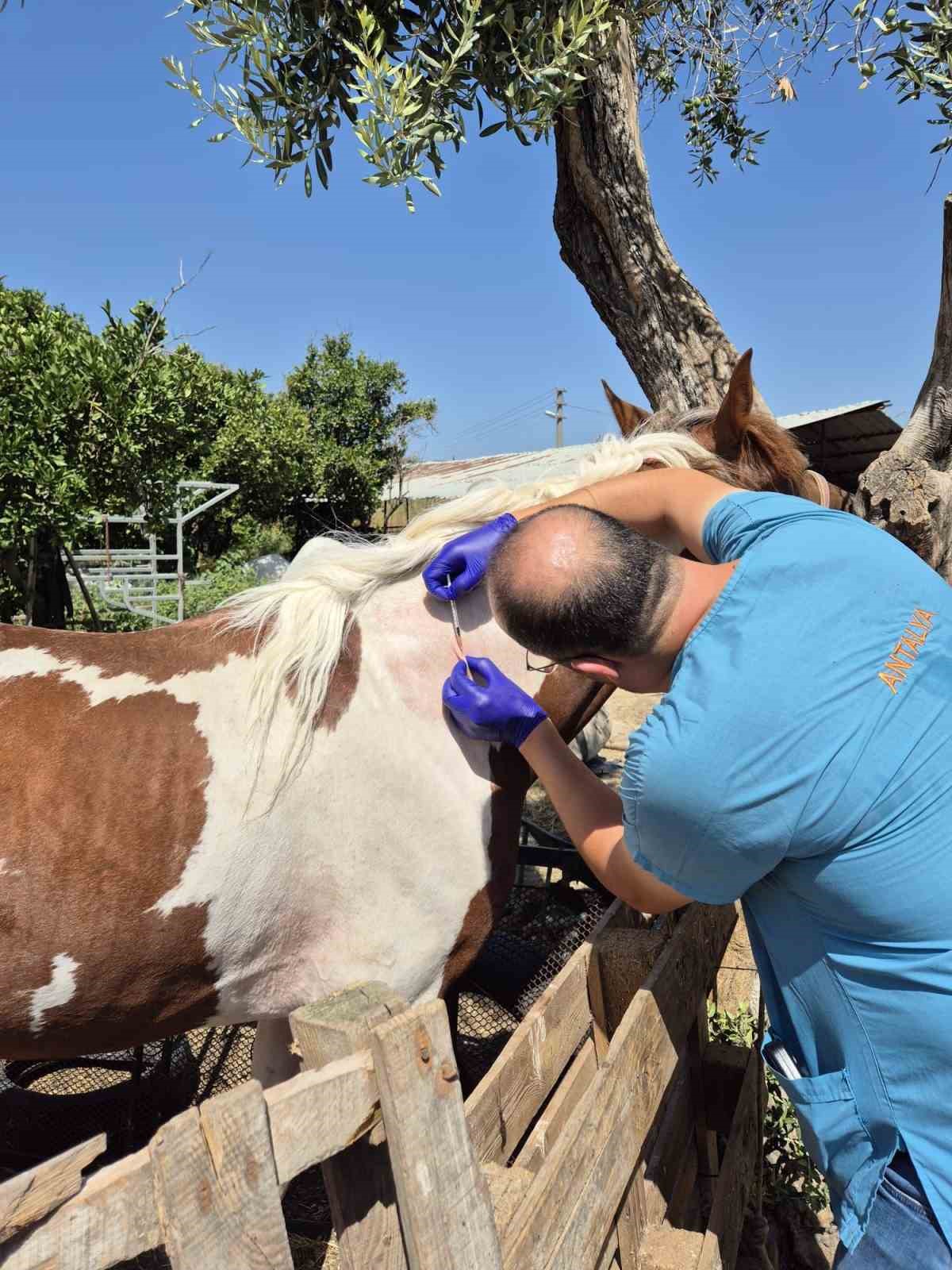 S&ouml;ke&rsquo;de tek tırnaklı hayvanlara ruam taraması yapıldı
