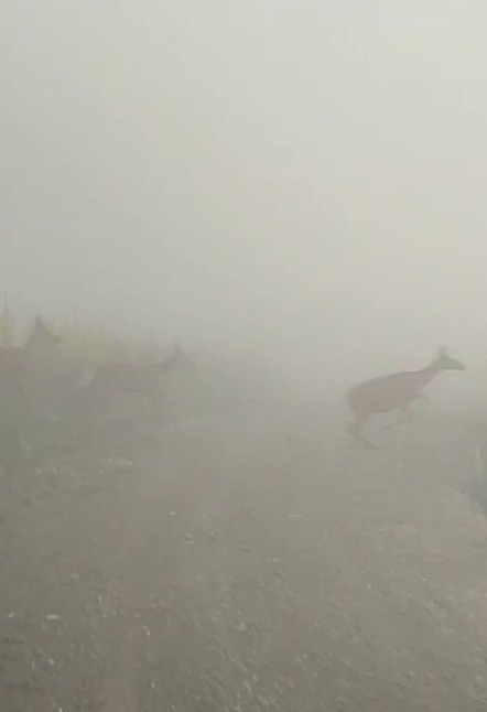 Kastamonu’da yaban hayvanları renkli görüntüler oluşturdu