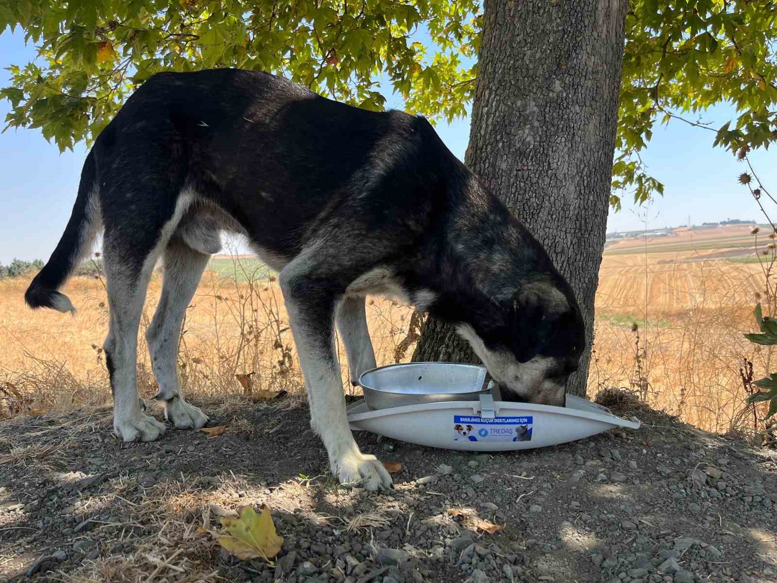 Armat&uuml;rler sokak hayvanları i&ccedil;in mama ve su kabına d&ouml;n&uuml;şt&uuml;r&uuml;l&uuml;yor
