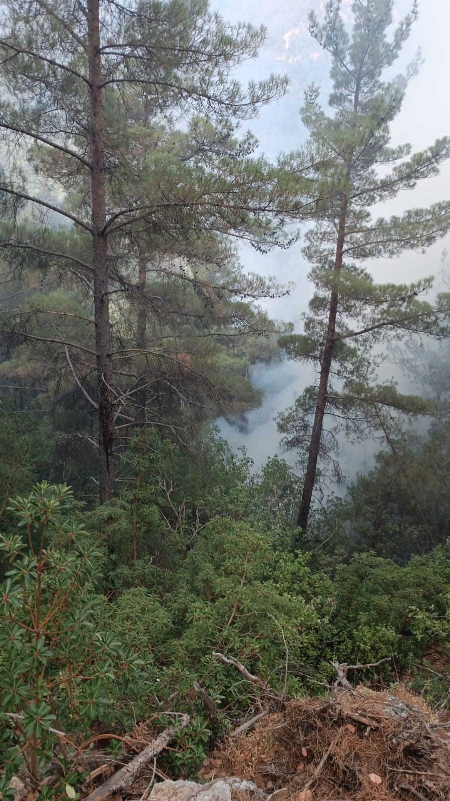 Hasanbeyli’de çıkan orman yangını kontrol altına alındı