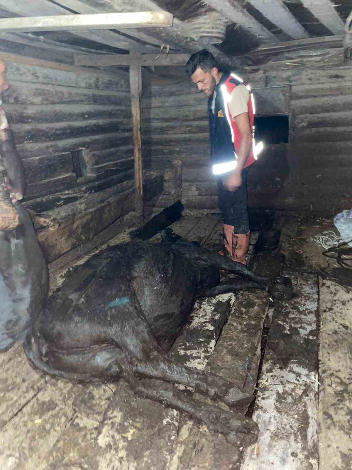 T&uuml;rkeli&rsquo;de ahır &ccedil;&ouml;kt&uuml;, b&uuml;y&uuml;kbaş hayvan kurtarıldı
