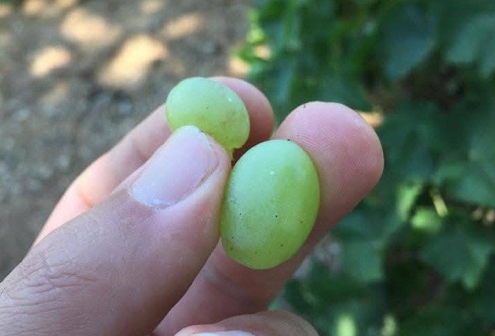 Salihli’de üreticilere kritik uyarı! Salkım güvesi için ilaçlama zamanı