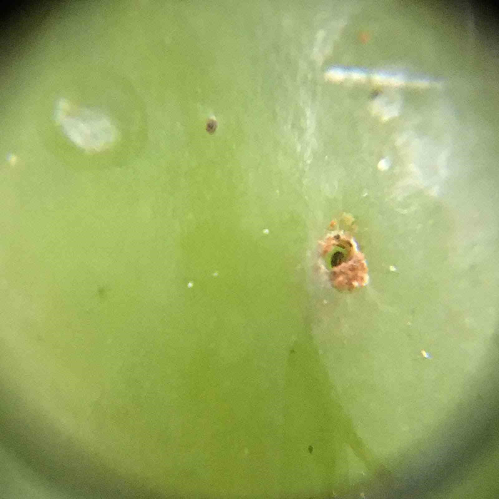 Salihli’de üreticilere kritik uyarı! Salkım güvesi için ilaçlama zamanı