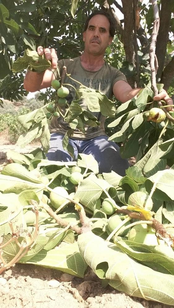 Ege’de domuz sorunu artarak devam ediyor