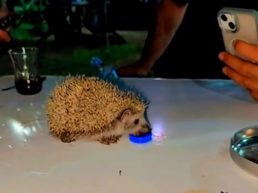 Siirt’te susayan kirpiye vatandaşlar su içirdi