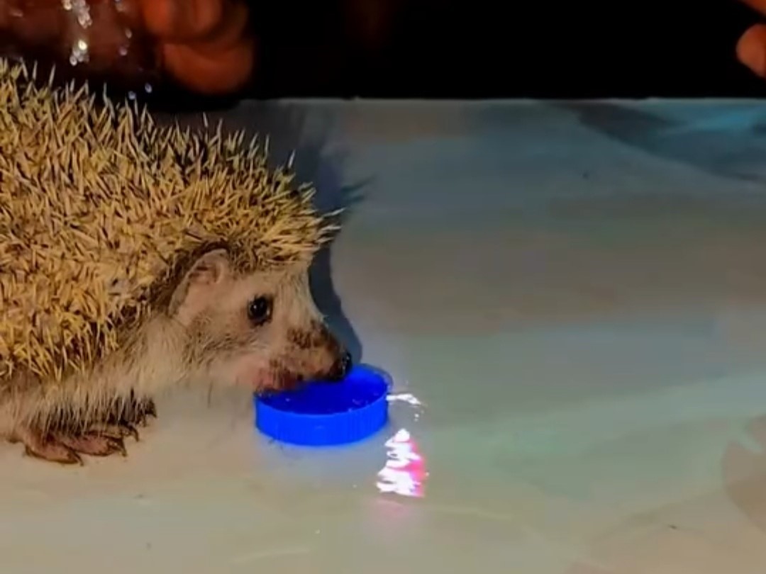 Siirt&rsquo;te susayan kirpiye vatandaşlar su i&ccedil;irdi
