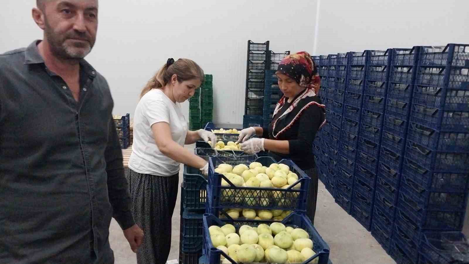 Mut beyaz inciri ihracata gidiyor
