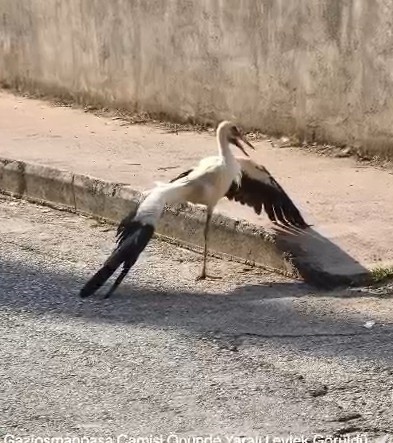 Tek ayaklı leyleği havada yakaladı, itfaiye erinin refleksi leyleğin hayatını kurtardı