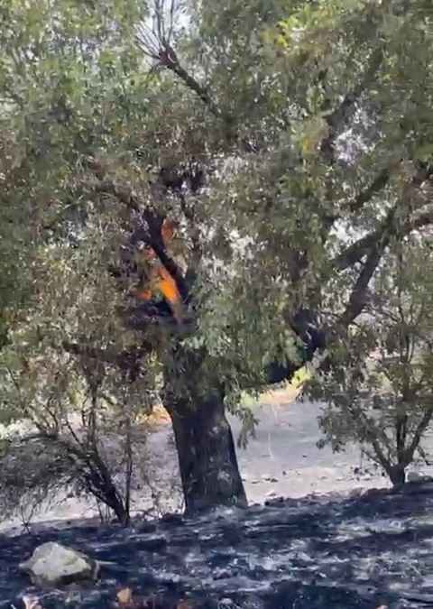 Ormanlık alanda &ccedil;ıkan yangın s&ouml;nd&uuml;r&uuml;ld&uuml;
