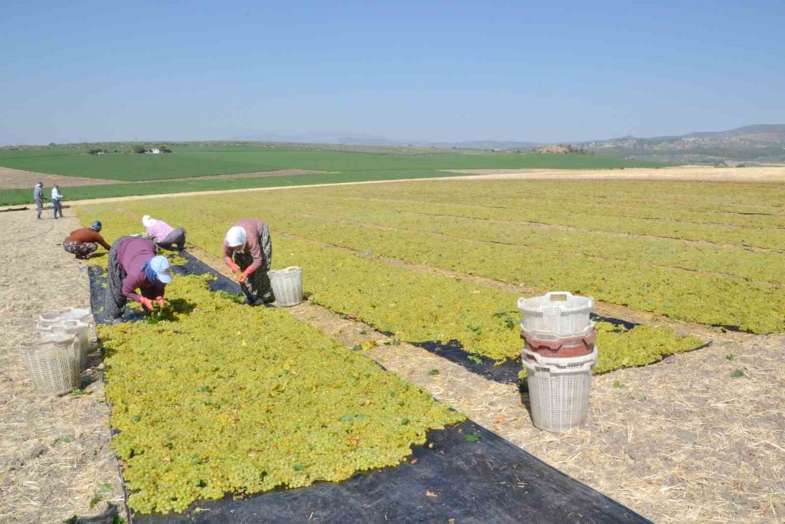 Erkenci üzümde hem hasat hem kurutma başladı