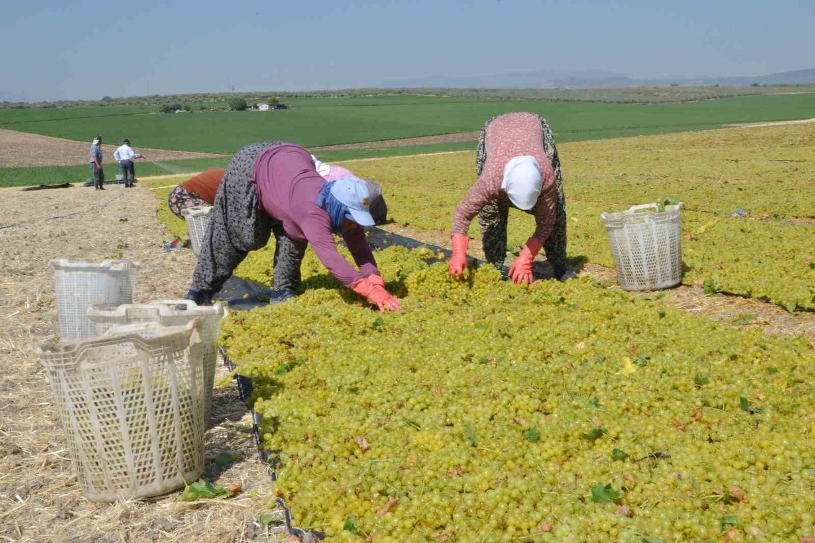 Erkenci &uuml;z&uuml;mde hem hasat hem kurutma başladı
